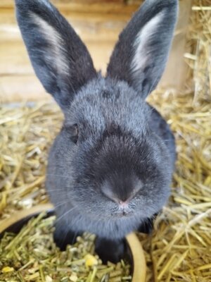 Hoffest der Agrargenossenschaft Querfurt